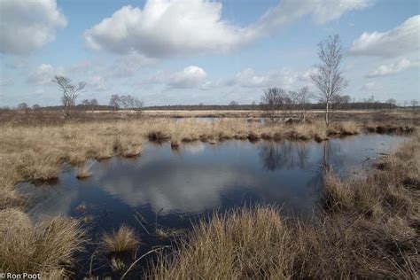 Landschap met veengebieden en veenmos
