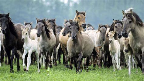 Foto van paarden in een modderig weiland