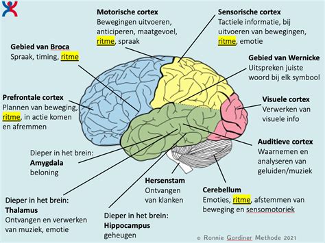 Illustratie van verschillende hersengebieden die actief worden bij het luisteren naar muziek