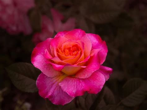 Een roze roos in volle bloei, met de focus op de bloemblaadjes