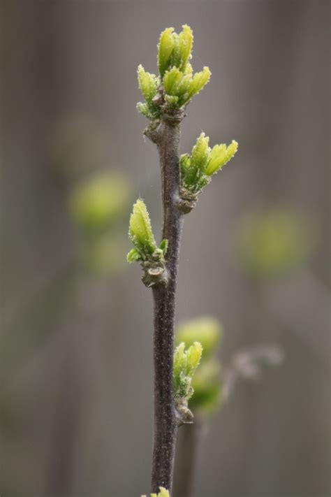 Close-up van een gezonde rozenstengel met bladeren en knoppen