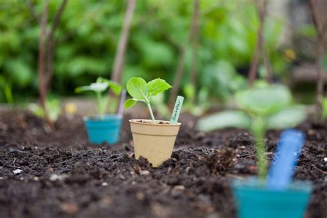 Een jonge rozenplant in een pot, klaar om te worden uitgeplant