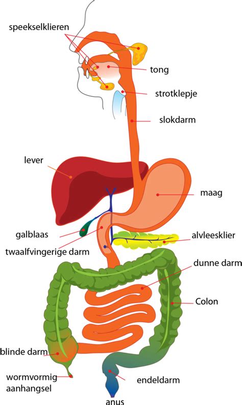 Schema van de spijsvertering met focus op de slokdarm, maag en kringspieren