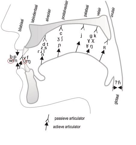 Illustratie die de articulatie van boeren toont, vergelijkbaar met spraak