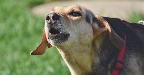 Foto van een hond die blaft tijdens een filmopname.