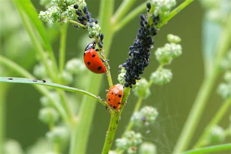 lieveheersbeestjes die bladluizen eten