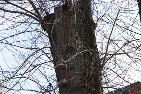 Vergelijkende foto's van boomopschot, wortelopschot en waterlot.