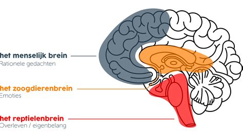 Infographic die visueel uitlegt hoe het brein nieuwe informatie koppelt aan bestaande kennis
