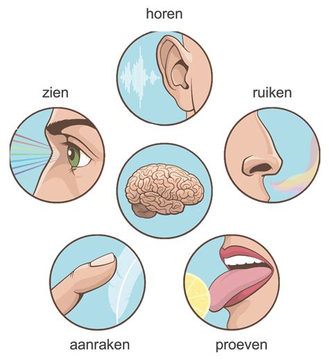 Collage van afbeeldingen die verschillende zintuigen symboliseren: een oor (geluid), een neus (geur), een oog (zicht)