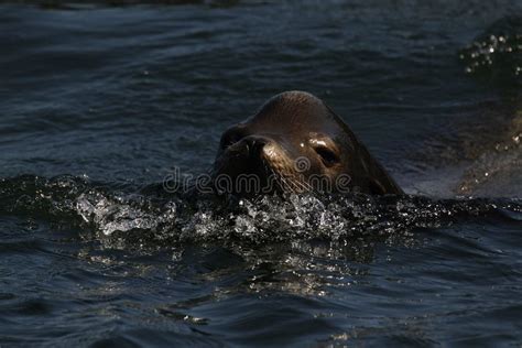 Een jonge zeeleeuw zwemt in de oceaan rond de Galapagoseilanden.