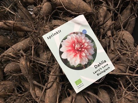 Illustratie van een dahliaknol met de wortelknopen naar boven wijzend