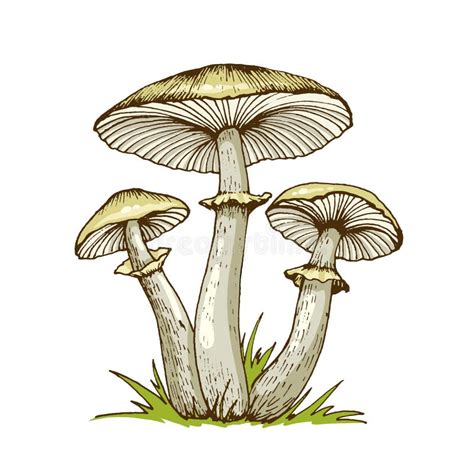 Illustratie van de giftige knolparasolzwam