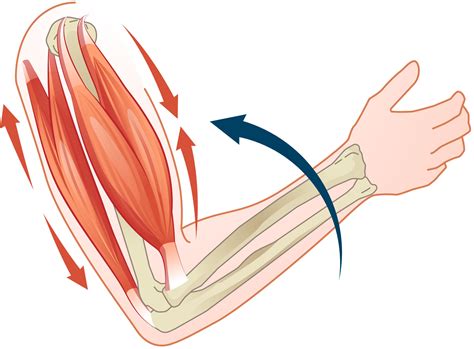 Illustratie die het principe van spieren aanspannen en ontspannen weergeeft