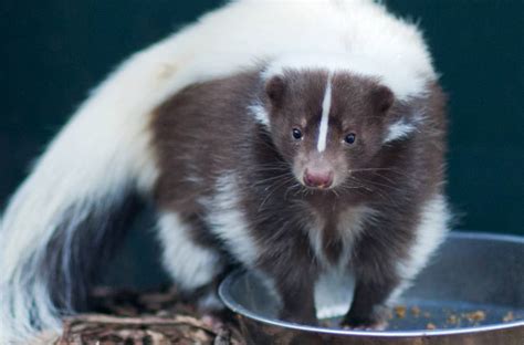 illustratie van Bloempje het stinkdier dat slaapt in bloemen