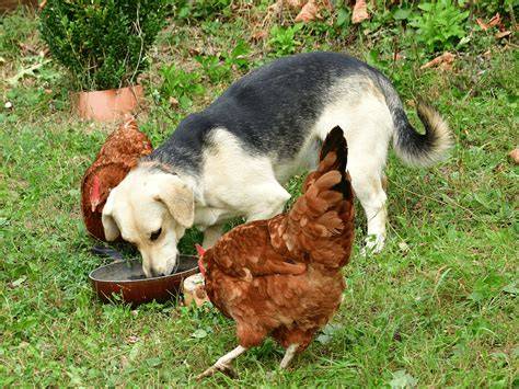 hond die vogel eet