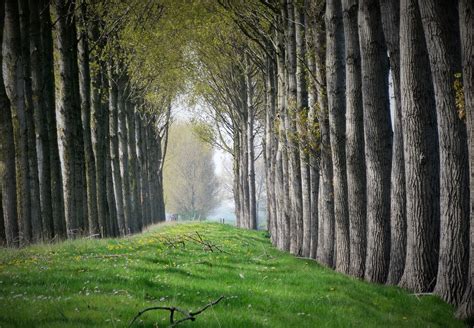 Landschap met bomen en een pad, symboliseert de positieve invloed van natuur op de mens.