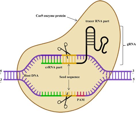 illustratie van DNA-helix met CRISPR-Cas9 enzym