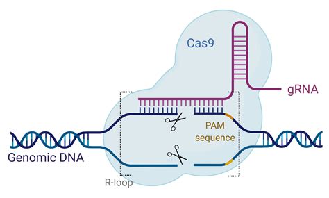 schema van het CRISPR-Cas9 proces