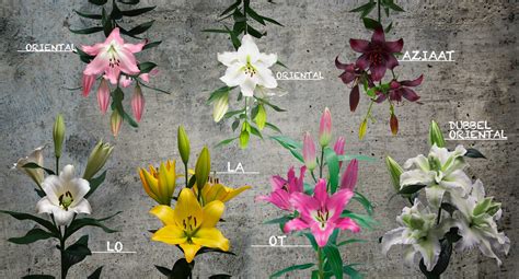 Verschillende soorten Abutilon bloemen in diverse kleuren