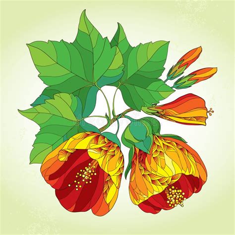 Gedetailleerde illustratie van de snoeiwijze van Abutilon