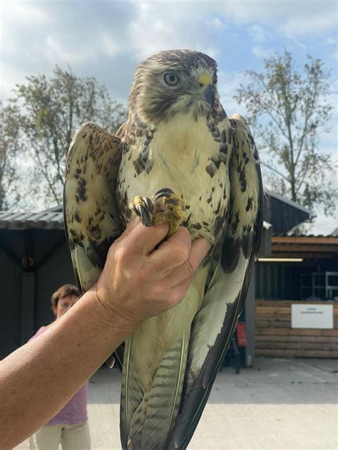 Een dierenarts onderzoekt een buizerd