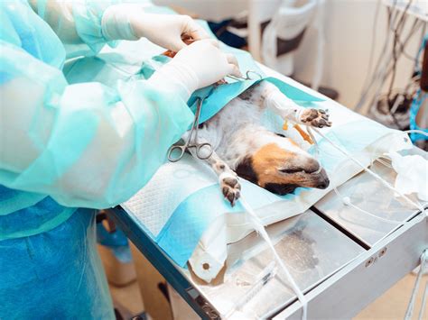 Een hond ondergaat een operatie aan zijn bekken