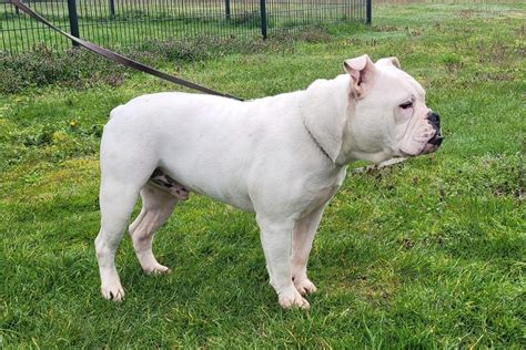Een bulldog ondergaat een spoedoperatie
