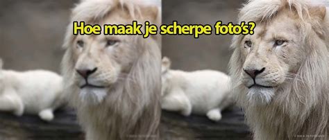 Vergelijking van beeldkwaliteit: scherp vs. onscherp, correcte vs. incorrecte witbalans