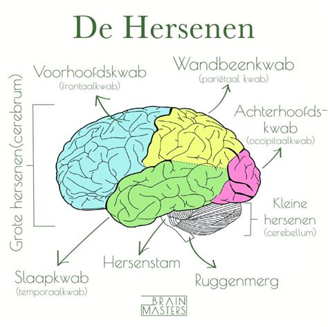Illustratie van het brein met gemarkeerde gebieden die verschillende cognitieve functies ondersteunen.