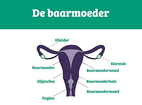 Illustratie van het vrouwelijk bekkengebied en de baarmoeder