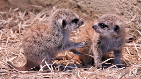 Animatie van Oleg en Ayana, twee jonge stokstaartjes die een rol speelden in latere campagnes.