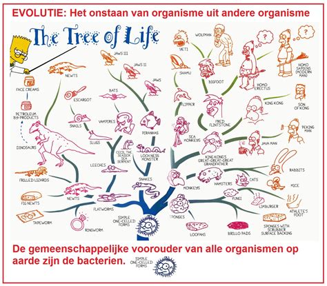 Infographic die de evolutie van beeldresoluties toont, van DVD tot 8K