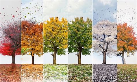 Collage van DVD-covers van verschillende seizoenen van Hotel Babylon