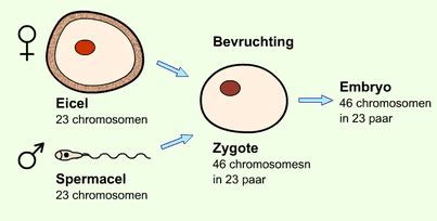 Illustratie van de bevruchting: samensmelting van zaadcel en eicel
