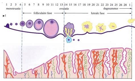 Illustratie van de blastula die zich innestelt in het baarmoederslijmvlies