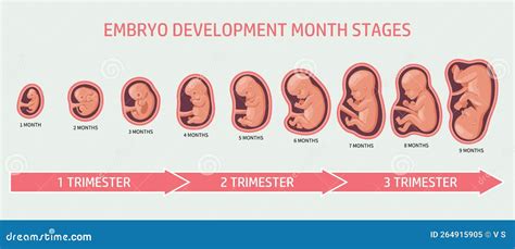 Schematische weergave van de ontwikkeling van embryo naar foetus