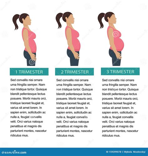Illustratie die de drie trimesters van de zwangerschap weergeeft