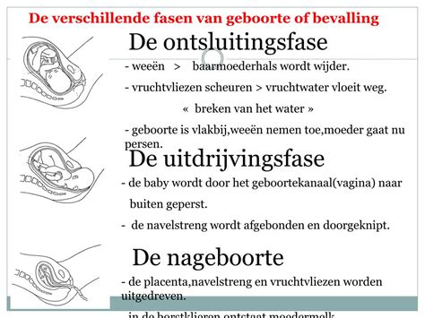 Diagram van de drie fasen van de bevalling