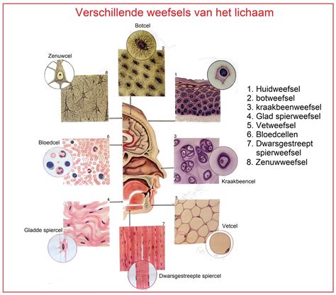 Infographic die de reis van foetale cellen door het lichaam van de moeder visualiseert.