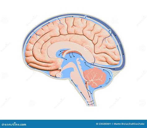 Diagram dat de 'Olifantenoren' oefening illustreert.