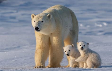 Een scène uit de film waarin Liv en de ijsbeer naar het Noorderlicht kijken.