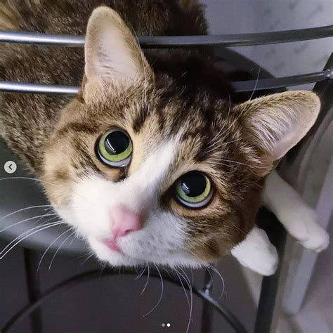 Schema dat de conversie van een groot videobestand naar een gecomprimeerd bestand voor DVD weergeeft.