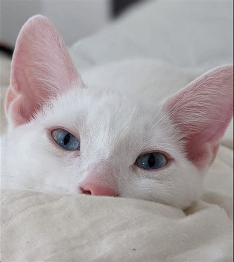 Illustratie van Katie Nolan die een microfoon vasthoudt, met op de achtergrond social media iconen en sportgerelateerde symbolen.