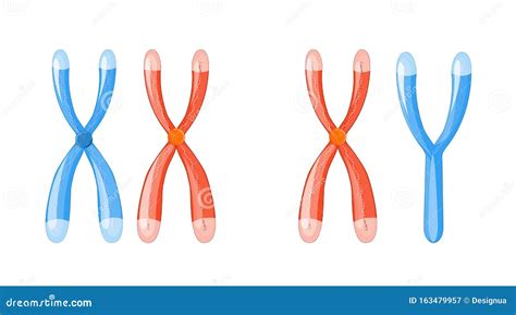 Diagram dat de verschillen tussen chromosomen (XX en XY) en de impact daarvan op de hersenontwikkeling illustreert.