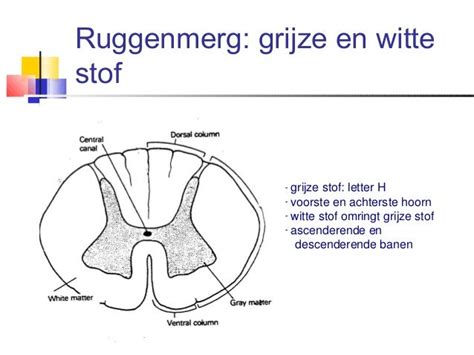 Visuele vergelijking van hersenscans met markeringen voor verschillen in grijze en witte stof, en connectiviteit.