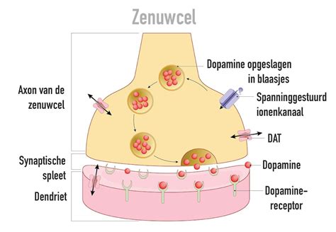 Infographic die de werking van dopamine bij anticipatie uitlegt.