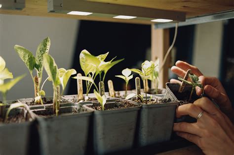 Kweekpotjes met auberginezaailingen onder een groeilamp