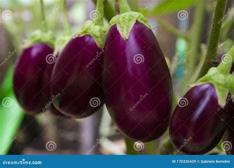 Rijpe aubergines aan de plant, klaar om geoogst te worden