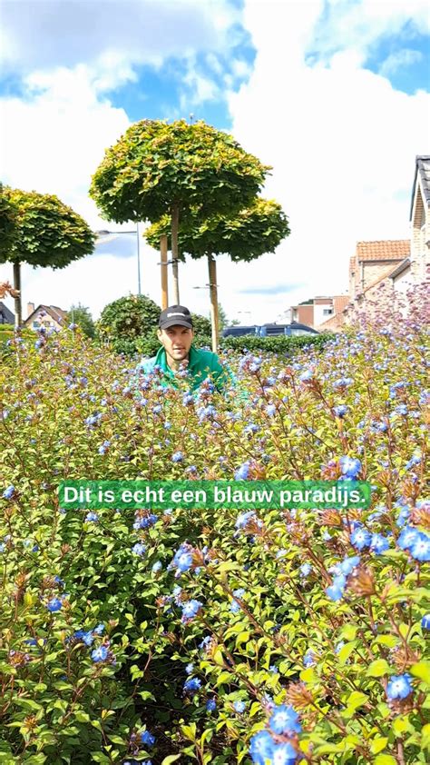 Een veld met diverse blauwe bloemen in volle bloei