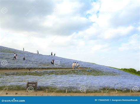 Een veld met Nemophila (Bosliefje) in Japan